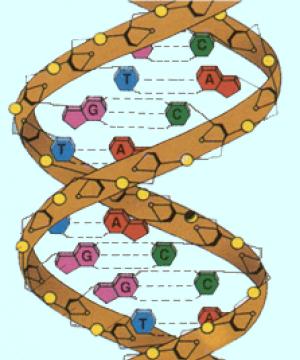 Строение ДНК: особенности, схема