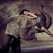 Сновидения с хоботом: приснился слон